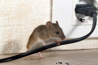 Pest Control in Finsbury Park, Manor House, N4. Call Now! 020 8166 9746