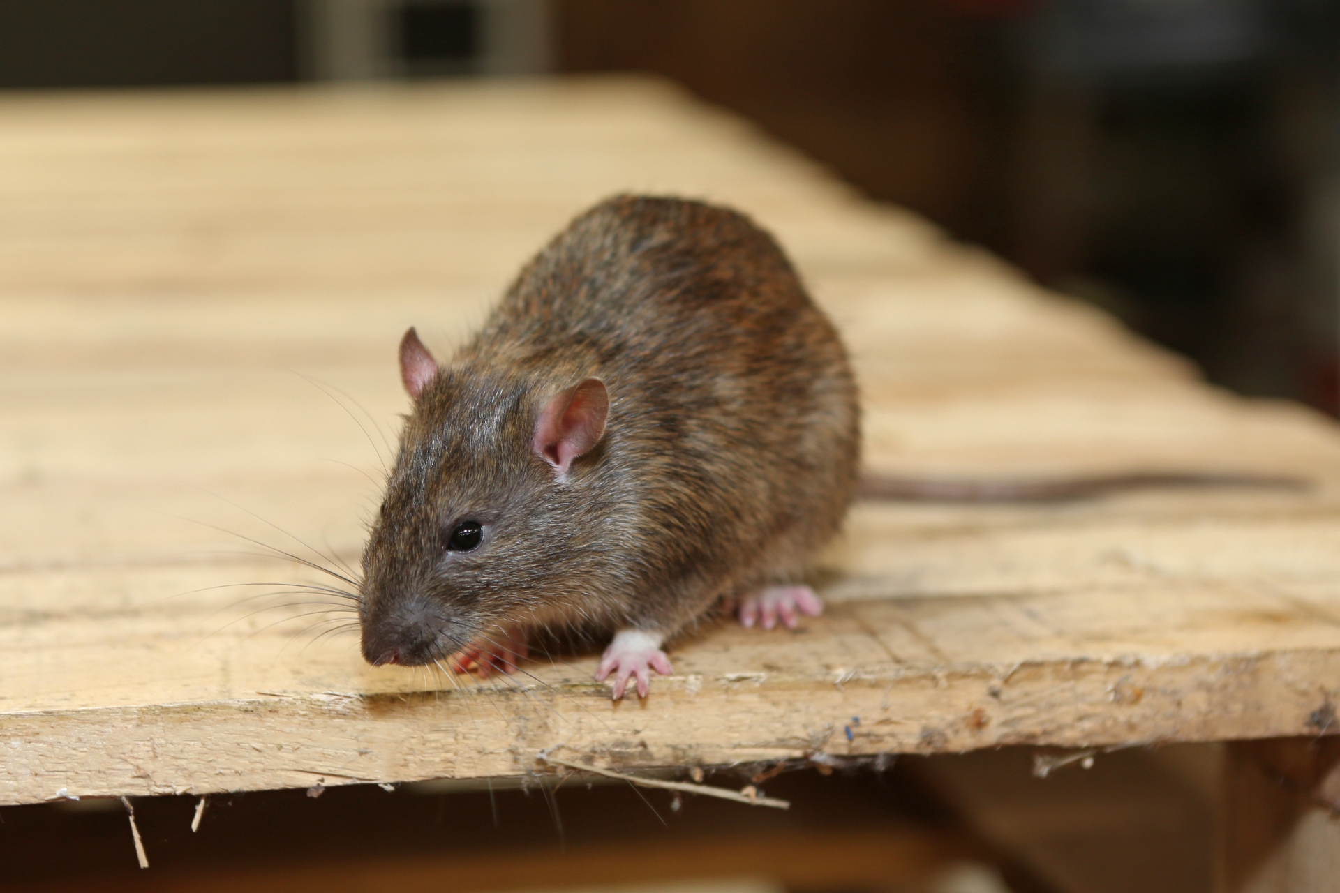 Rat Control, Pest Control in Finsbury Park, Manor House, N4. Call Now 020 8166 9746