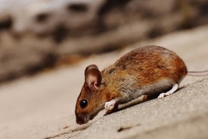 Mouse extermination, Pest Control in Finsbury Park, Manor House, N4. Call Now 020 8166 9746