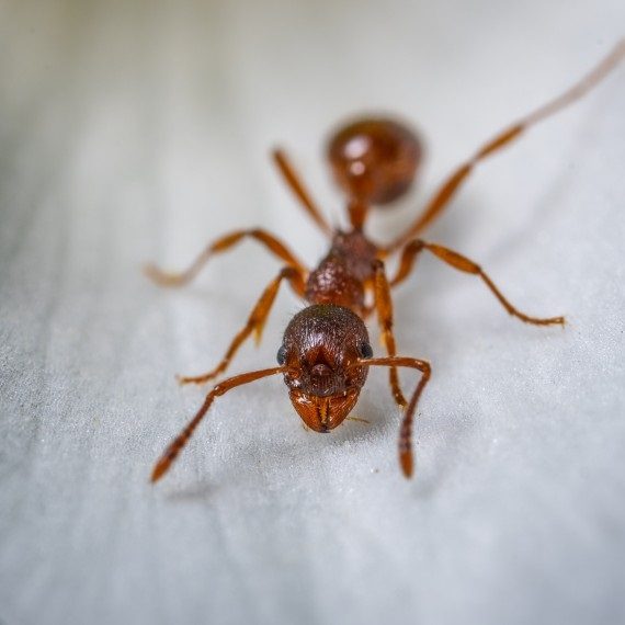 Field Ants, Pest Control in Finsbury Park, Manor House, N4. Call Now! 020 8166 9746