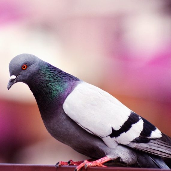 Birds, Pest Control in Finsbury Park, Manor House, N4. Call Now! 020 8166 9746