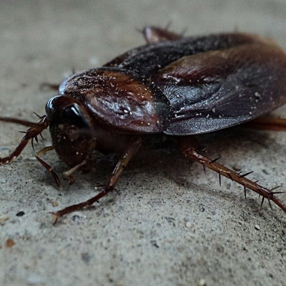 Cockroaches, Pest Control in Finsbury Park, Manor House, N4. Call Now! 020 8166 9746