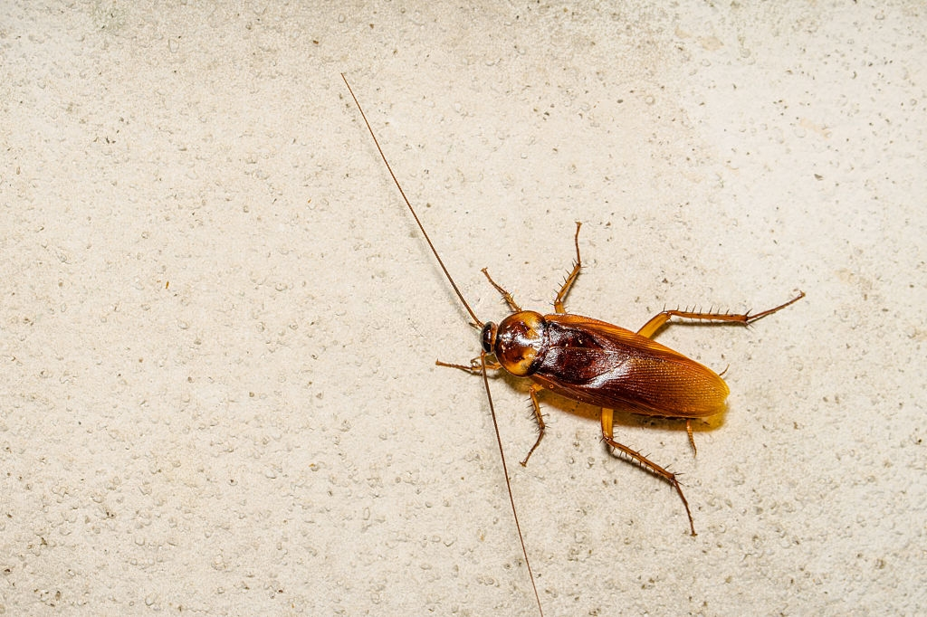 Cockroach Control, Pest Control in Finsbury Park, Manor House, N4. Call Now 020 8166 9746