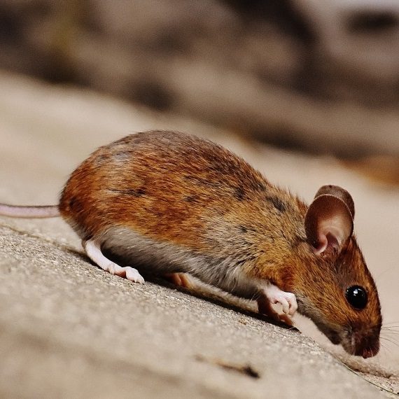 Mice, Pest Control in Finsbury Park, Manor House, N4. Call Now! 020 8166 9746