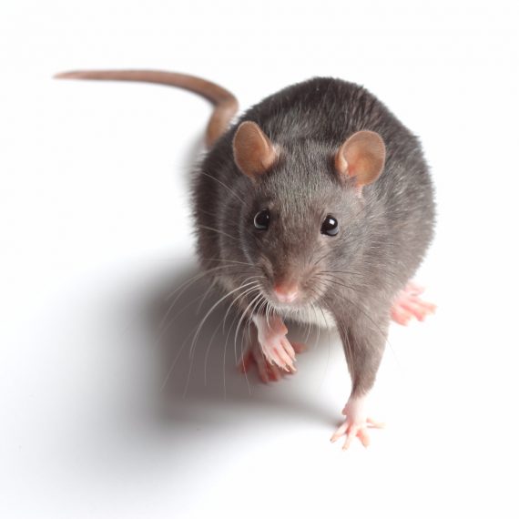 Rats, Pest Control in Finsbury Park, Manor House, N4. Call Now! 020 8166 9746