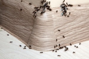 Ant Control, Pest Control in Finsbury Park, Manor House, N4. Call Now 020 8166 9746