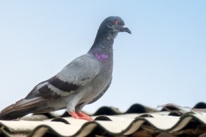 Pigeon Pest, Pest Control in Finsbury Park, Manor House, N4. Call Now 020 8166 9746