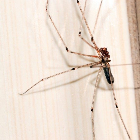Spiders, Pest Control in Finsbury Park, Manor House, N4. Call Now! 020 8166 9746