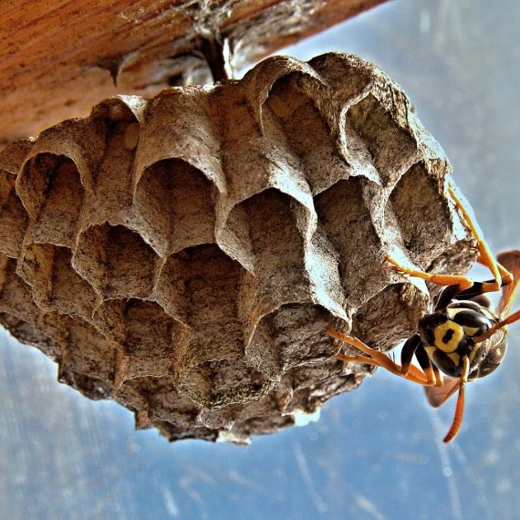 Wasps Nest, Pest Control in Finsbury Park, Manor House, N4. Call Now! 020 8166 9746